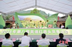 2026年第八届英德红茶头采季开幕式在广东英德举行